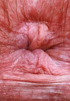 Annabelle Lee Big Hairy Pussy Spreads, Annabelle Lee (cri007) ATK Natural & Hairy: Annabelle Lee (Annabelle Lee Big Hairy Pussy Spreads)