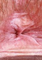 Annabelle Lee is excited to see you, Annabelle Lee (cri007) ATK Natural & Hairy: Annabelle Lee (Annabelle Lee is excited to see you)