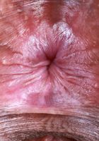 ATK Exotics: Isabella Jules (Tiny Isabella Jules Spreads)